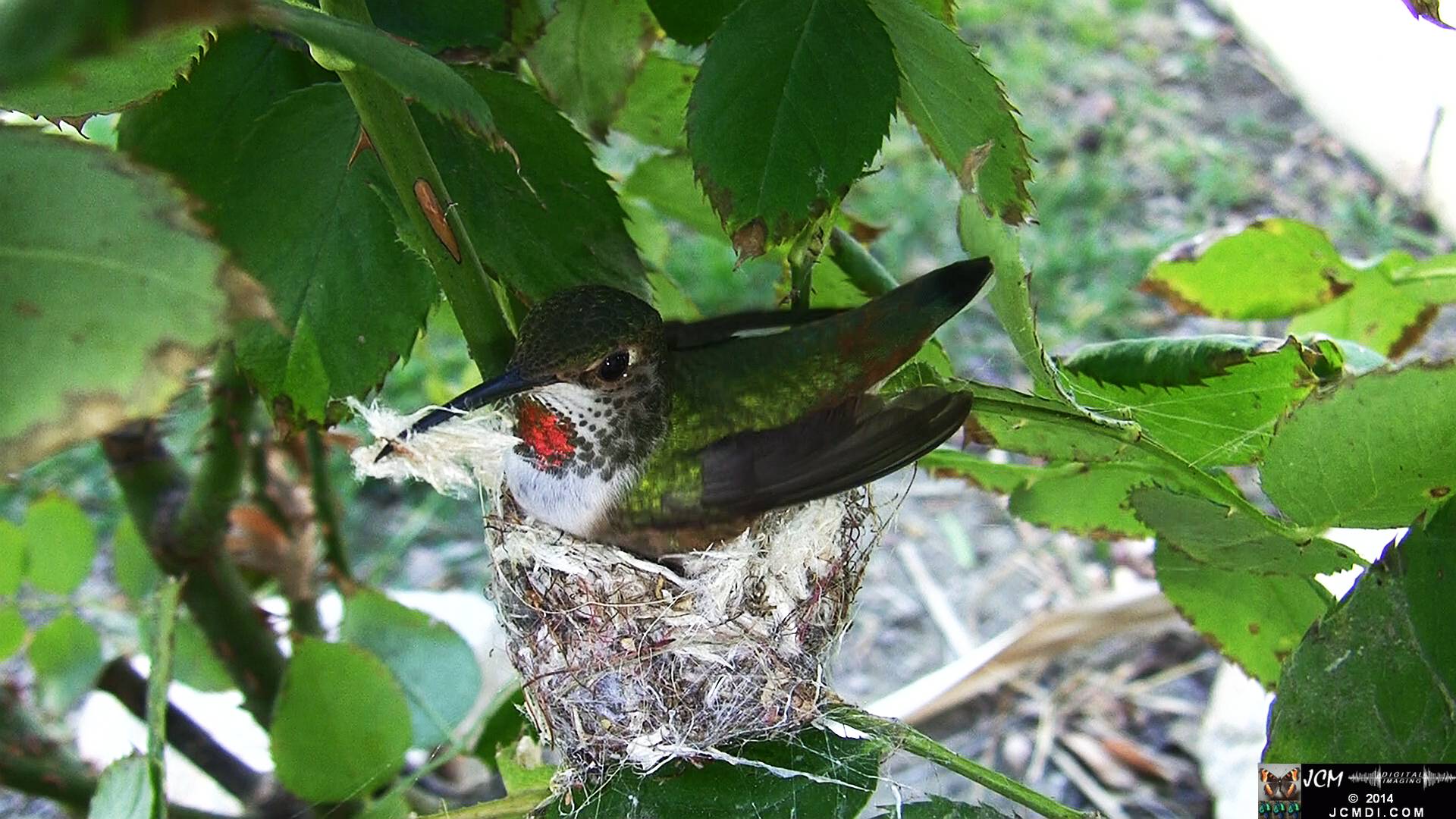 Allen's Hummingbird female in nest 